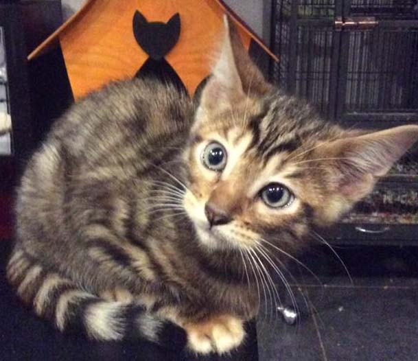 bb-toyger3.jpg