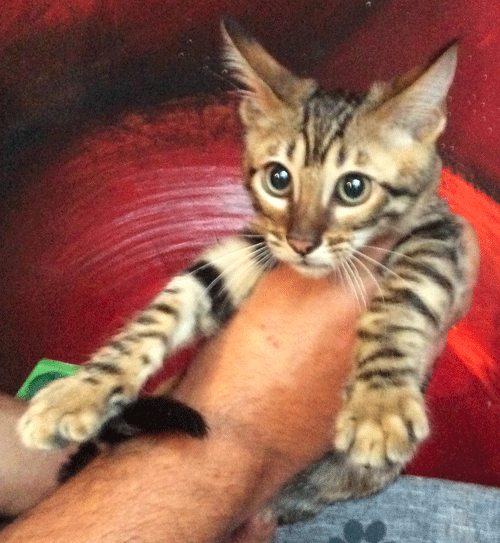 bb-toyger4.png